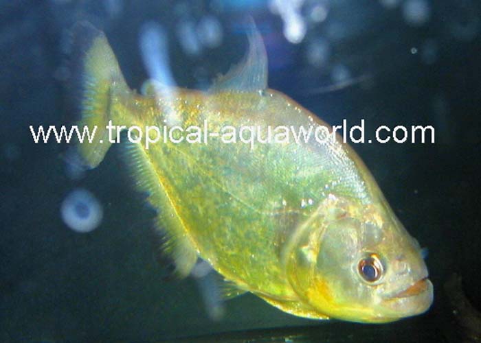 Serrasalmus Spilopluera Gold Piranha