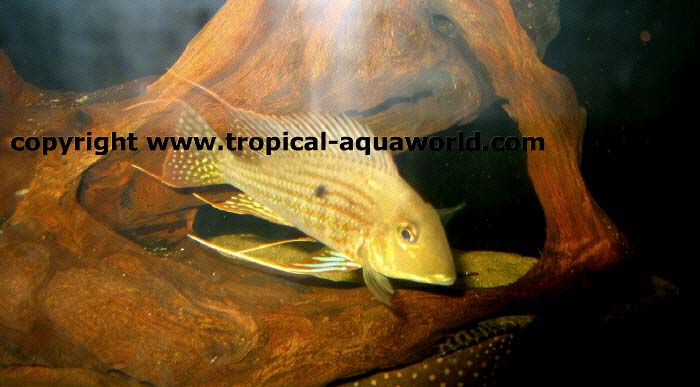 Geophagus Altifrons Aroes