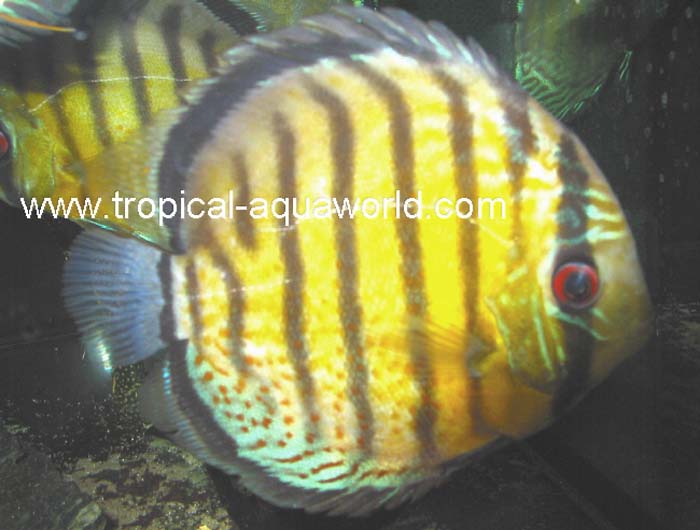 Japura Green Red Spotted
