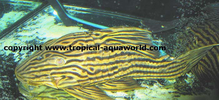 L 27 Panaque cf. Nigrolineatus Xingu