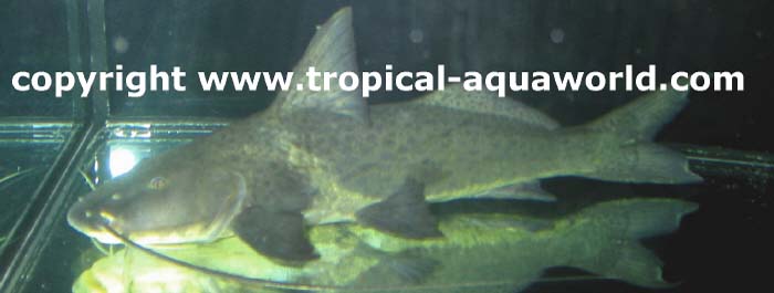 Aguarunichthys torosus